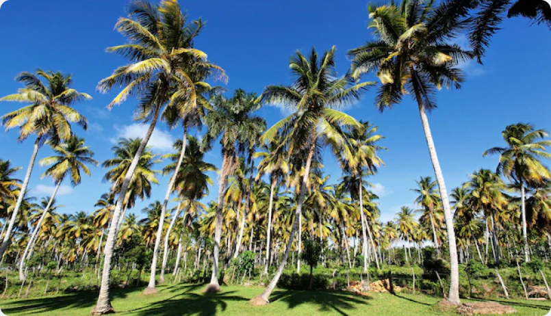 Palm trees in tropical garden in summer