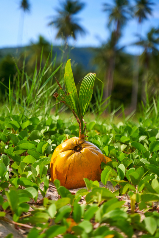 Coconuts growing in a field with palm trees.