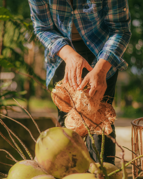 A woman is putting fresh coconuts, sourced from B2B supplier Fado Export, in a basket