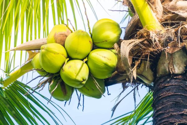 coconut fruit on tree