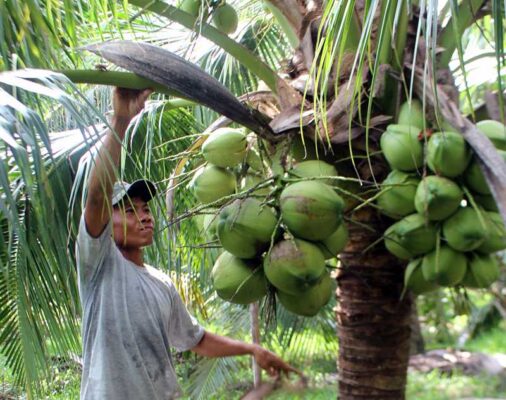 A man harvesting bulk coconuts from a tree for Fado Export, the global B2B coconut source.